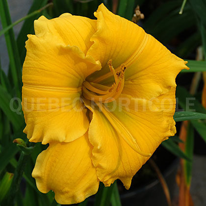 image de Hemerocallis Elegant Explosion