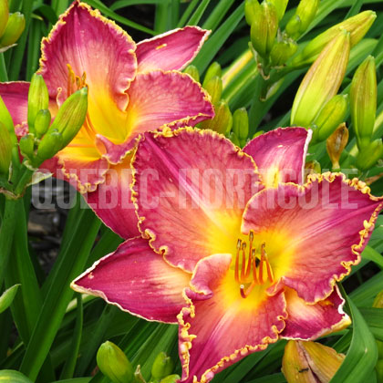 image de Hemerocallis Elizabeth's Magic