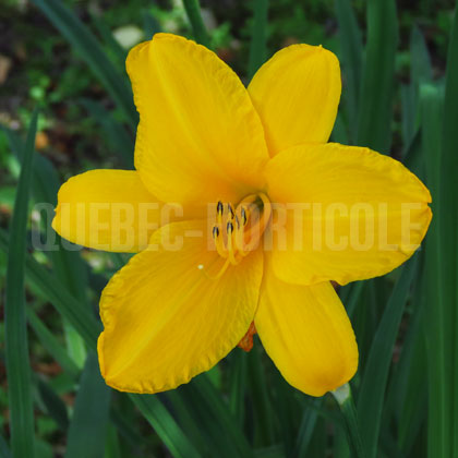 image de Hemerocallis Osiris Encore et Encore