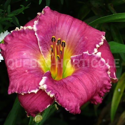 image de Hemerocallis Face of the Stars