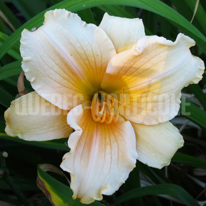 image de Hemerocallis Femme Osage