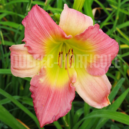 image de Hemerocallis Final Touch