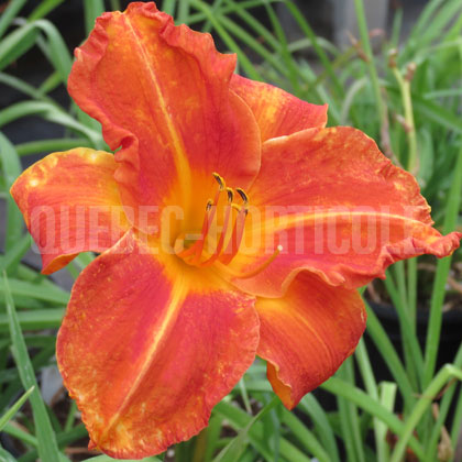 image de Hemerocallis Fire King