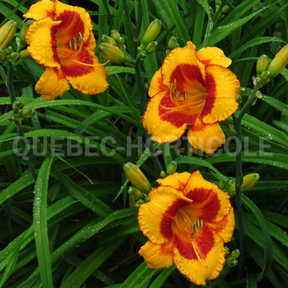 image de Hemerocallis Fooled Me