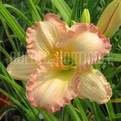 image de Hemerocallis Frosted Vintage Ruffles