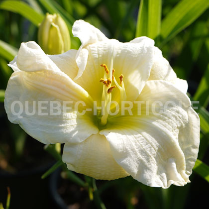 image de Hemerocallis Gentle Shepherd