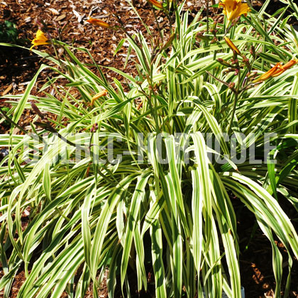 image de Hemerocallis Golden Zebra (Malja)