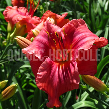 image de Hemerocallis Gordon Biggs