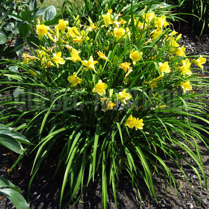 image de Hemerocallis Happy Returns