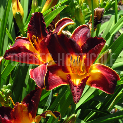 image de Hemerocallis Hermitage Newton