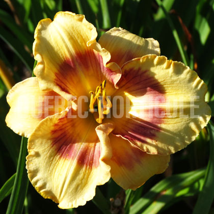 image de Hemerocallis Hija de Cuba