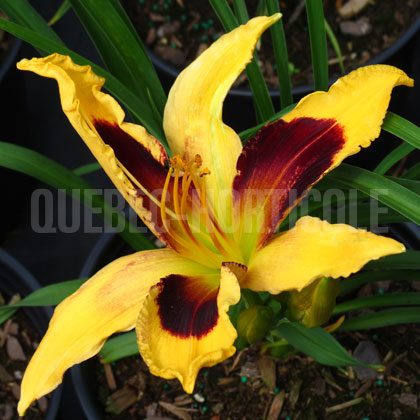 image de Hemerocallis Indian Sky