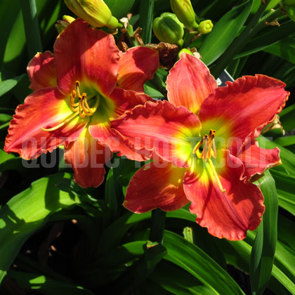 image de Hemerocallis Island Warrior