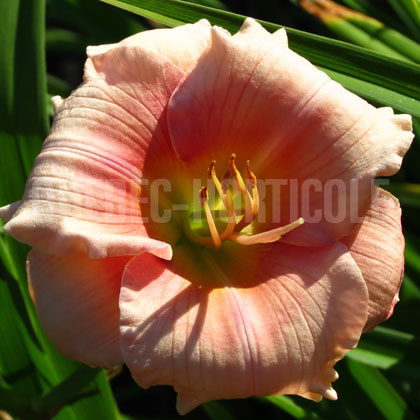 image de Hemerocallis Janice Brown