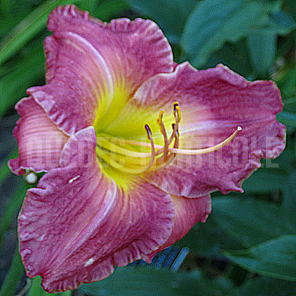 image de Hemerocallis John Gerard