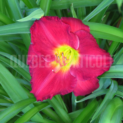 image de Hemerocallis Jovial