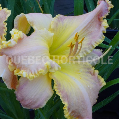 image de Hemerocallis Judy Judy