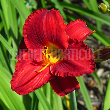 image de Hemerocallis Kent's Favorite Two