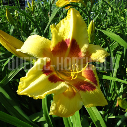 image de Hemerocallis King George