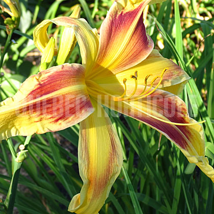 image de Hemerocallis Lady Neva