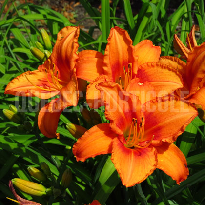 image de Hemerocallis Leebea Orange Crush