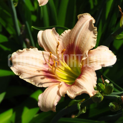 image de Hemerocallis Lilac Greetings