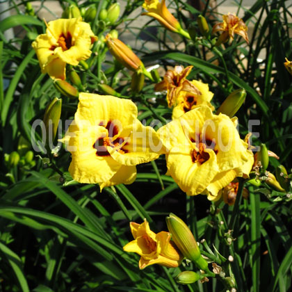 image de Hemerocallis Little Bumble Bee