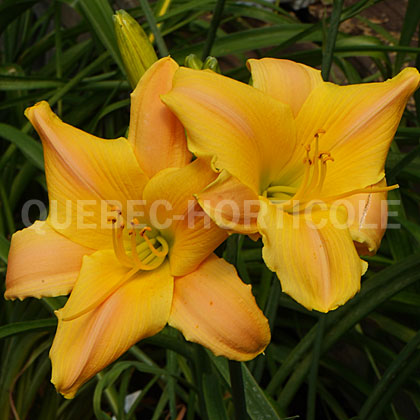 image de Hemerocallis Little Rainbow