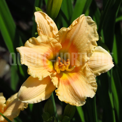 image de Hemerocallis Lucy Lynn Scholz