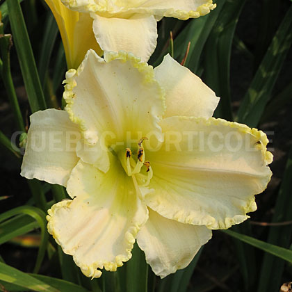 image de Hemerocallis Marque Moon