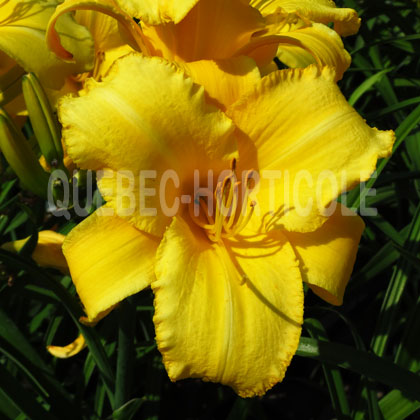 image de Hemerocallis Mary Todd