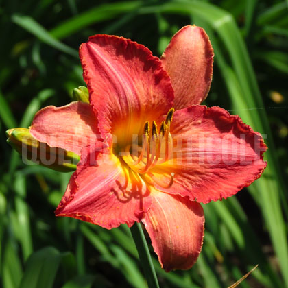 image de Hemerocallis Matisse