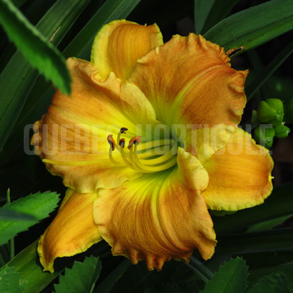 image de Hemerocallis Matt