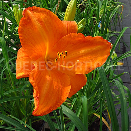 image de Hemerocallis Mauna Loa