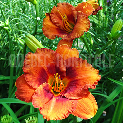 image de Hemerocallis Mighty Chestnut