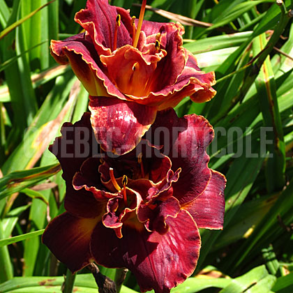 image de Hemerocallis Night Embers