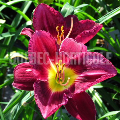 image de Hemerocallis Nosferatu