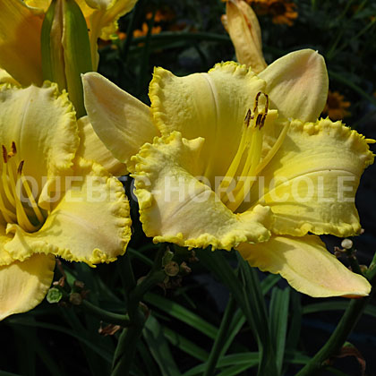 image de Hemerocallis Ode to Happiness