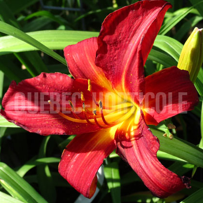 image de Hemerocallis Oriental Ruby