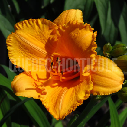 image de Hemerocallis Osiris Horus