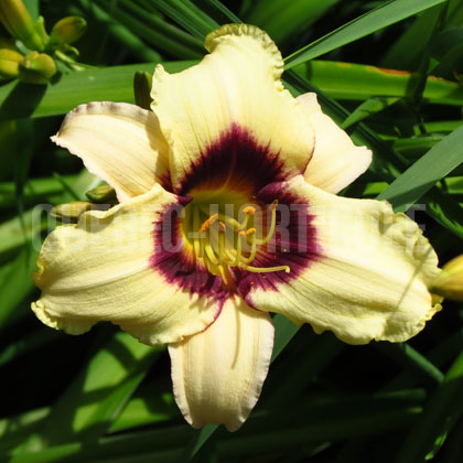 image de Hemerocallis Pandora's Box