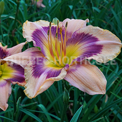 image de Hemerocallis Paper Butterfly