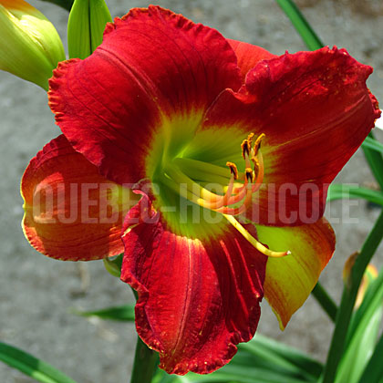 image de Hemerocallis Passion for Red