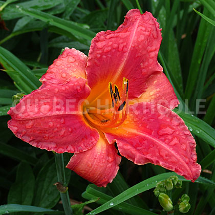 image de Hemerocallis Persian Market