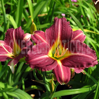 image de Hemerocallis Purple de Oro