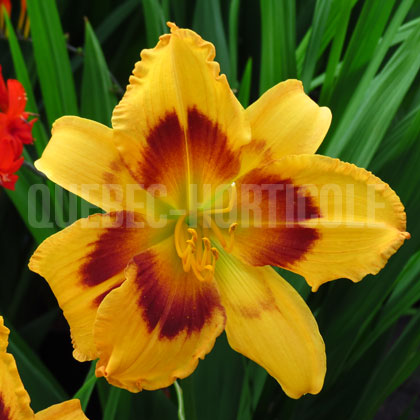 image de Hemerocallis Radiant Greeting