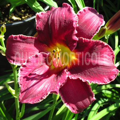 image de Hemerocallis Real Purple Star