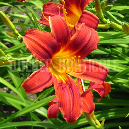 image de Hemerocallis Red Magic