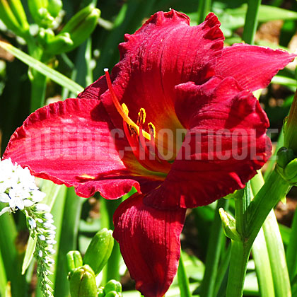 image de Hemerocallis Red Pinocchio