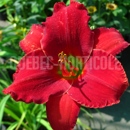 image de Hemerocallis Red Razzmatazz